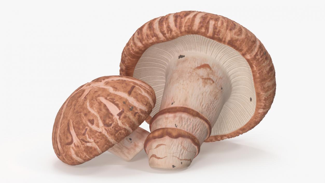 3D model Shiitake