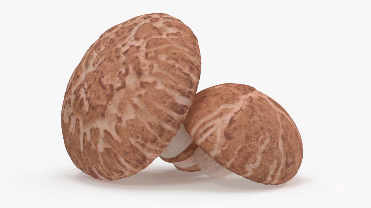 3D model Shiitake