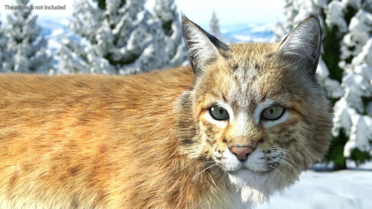 3D Lynx Animal Walking Fur model