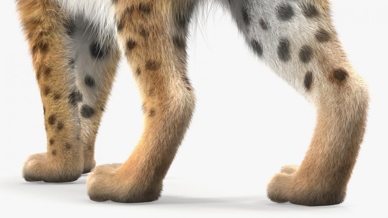 3D Lynx Animal Walking Fur model