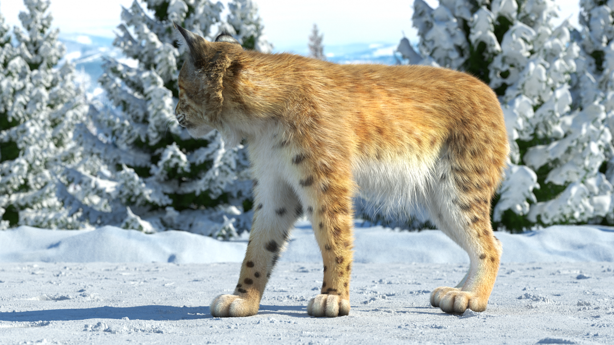 3D Lynx Animal Walking Fur model