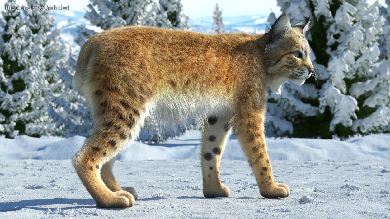 3D Lynx Animal Walking Fur model