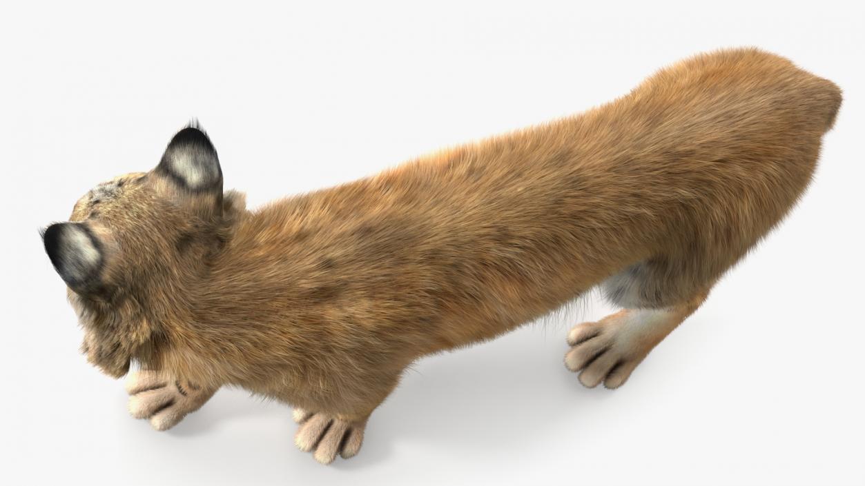 3D Lynx Animal Walking Fur model