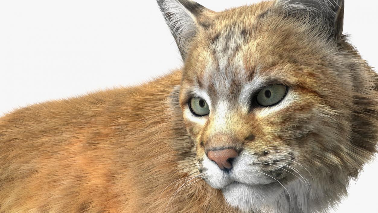 3D Lynx Animal Walking Fur model