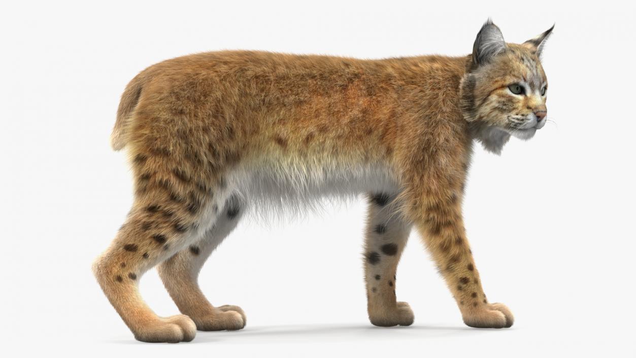 3D Lynx Animal Walking Fur model