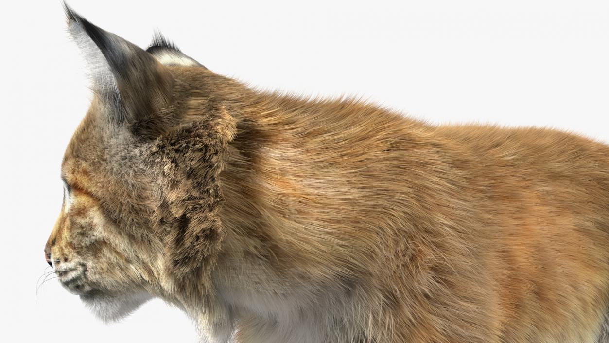 3D Lynx Animal Walking Fur model