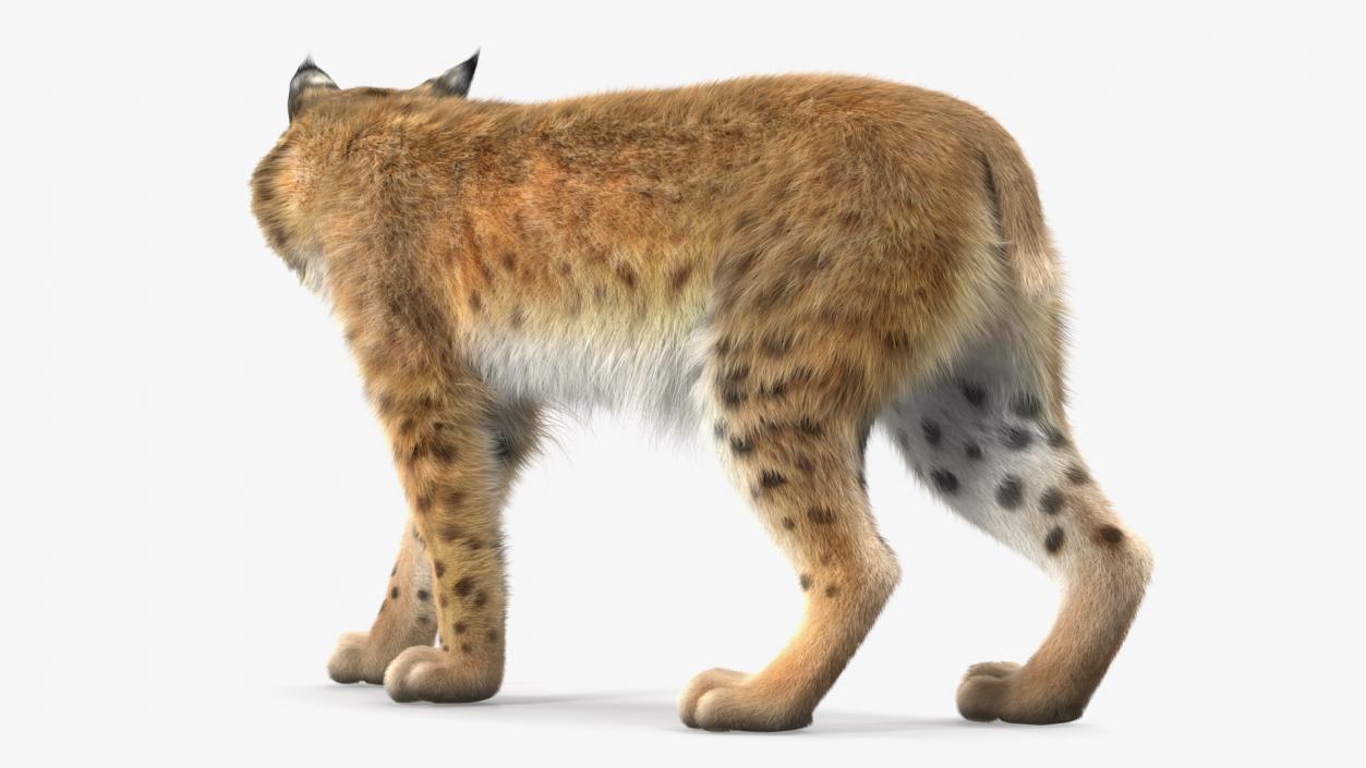 3D Lynx Animal Walking Fur model