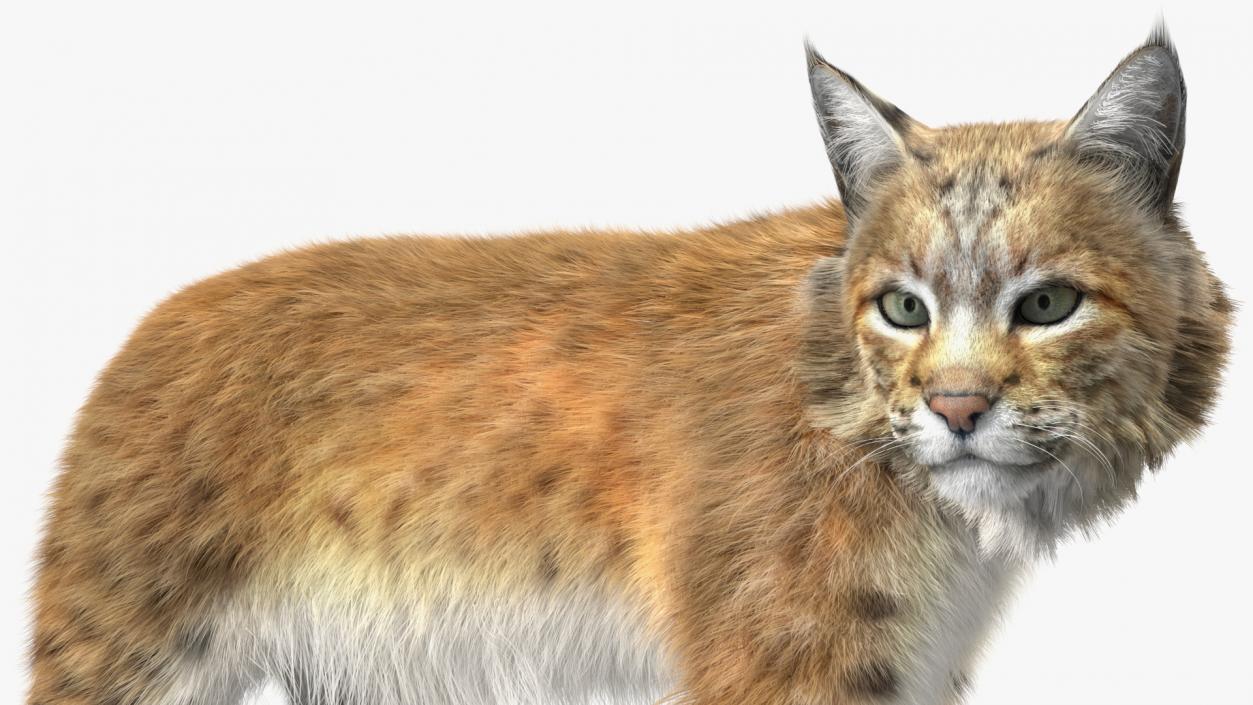 3D Lynx Animal Walking Fur model