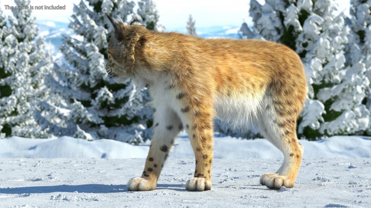 3D Lynx Animal Walking Fur model