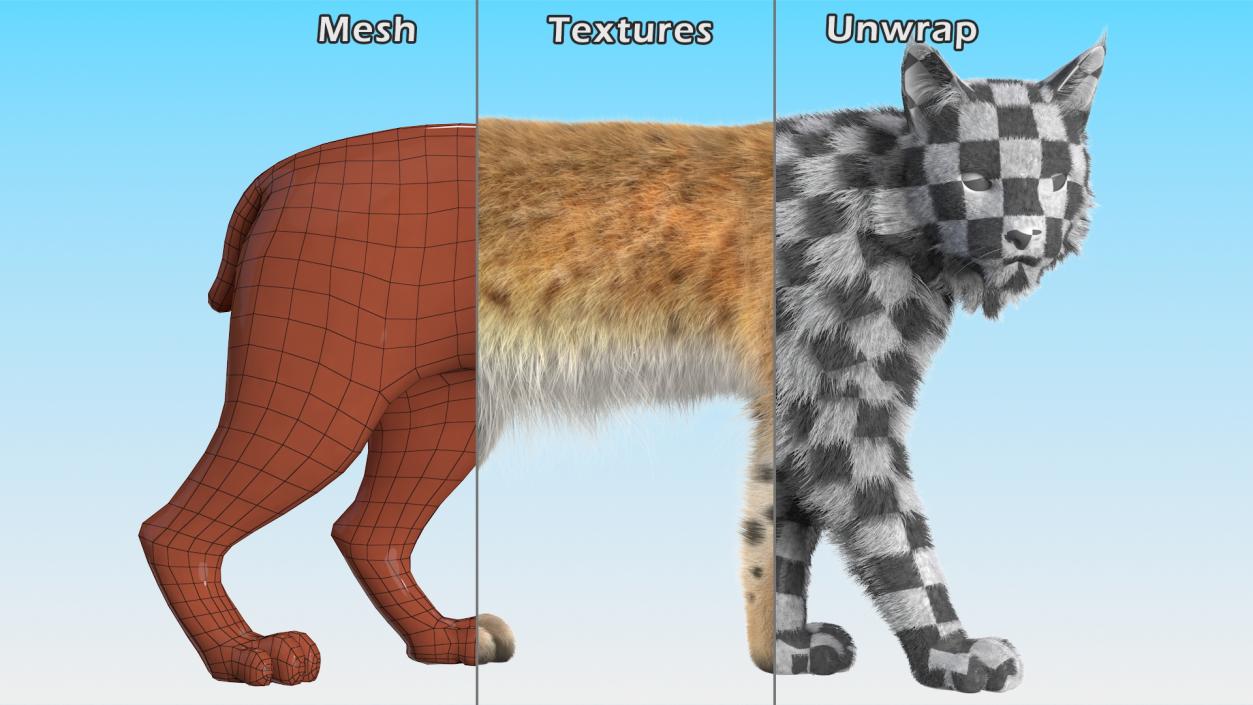 3D Lynx Animal Walking Fur model