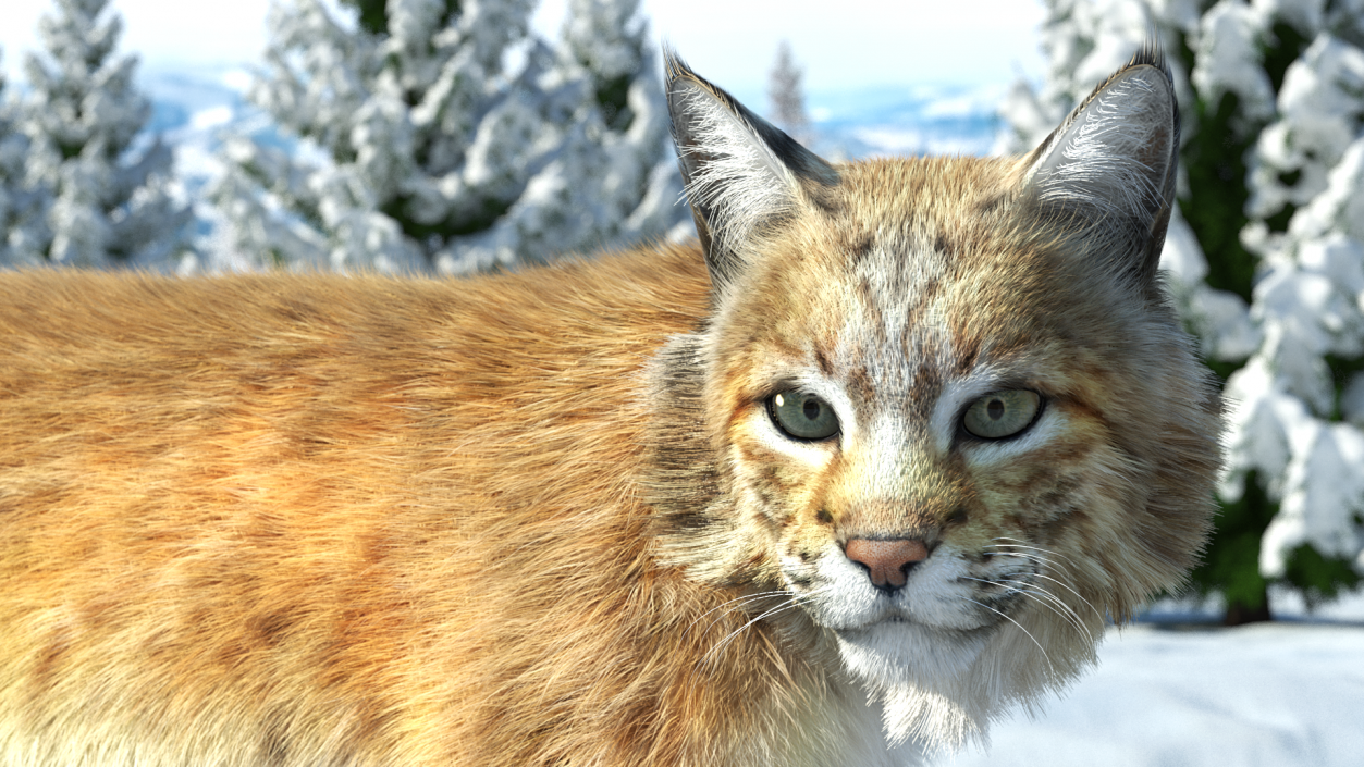 3D Lynx Animal Walking Fur model