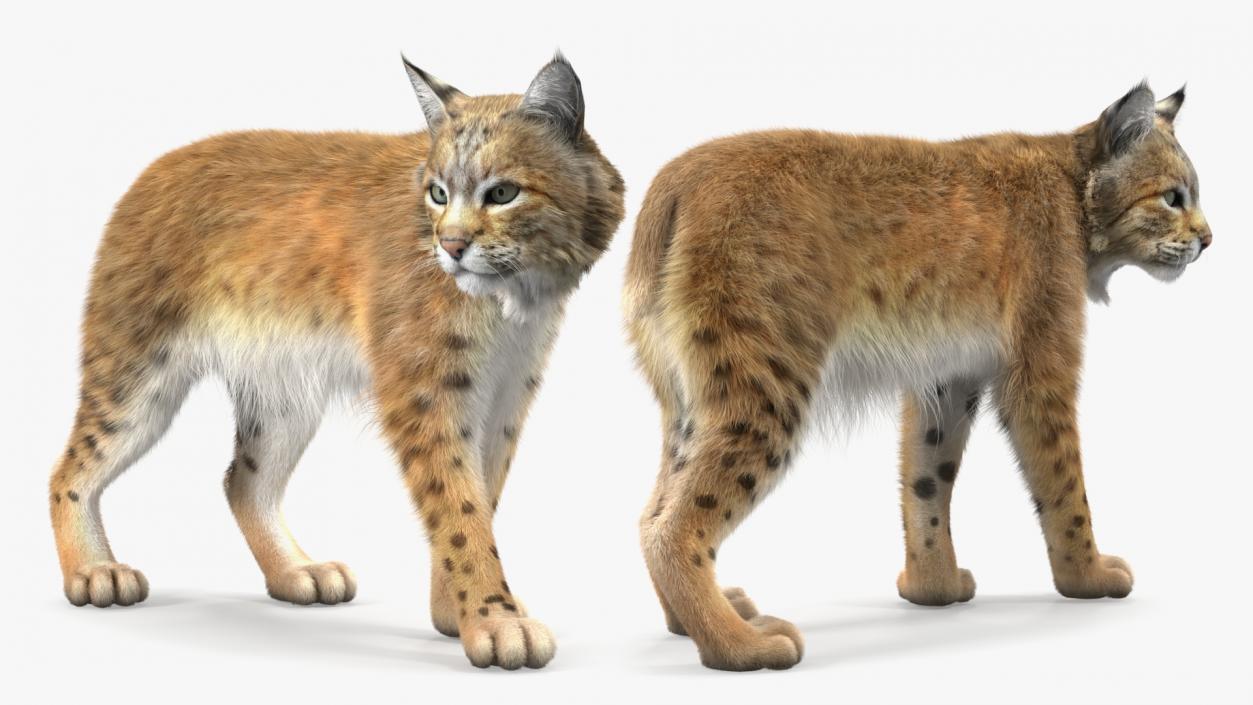 3D Lynx Animal Walking Fur model