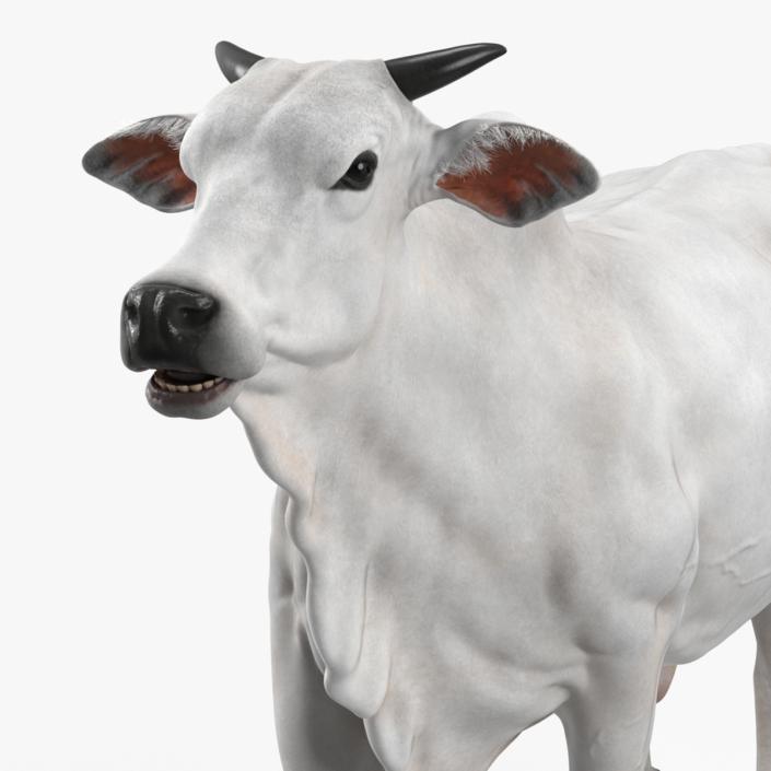 3D Nelore Cow Male Fur Rigged