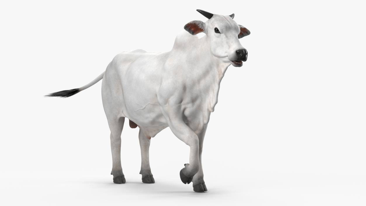 3D Nelore Cow Male Fur Rigged