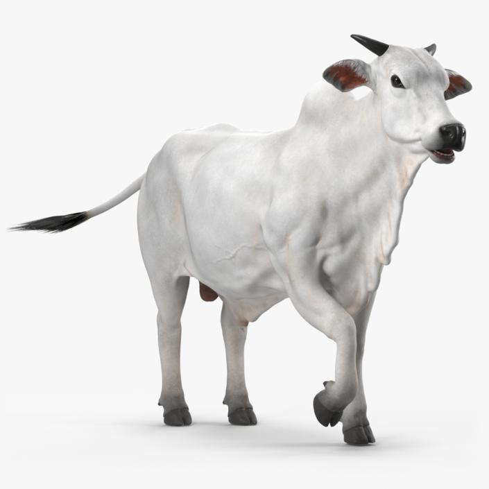 3D Nelore Cow Male Fur Rigged