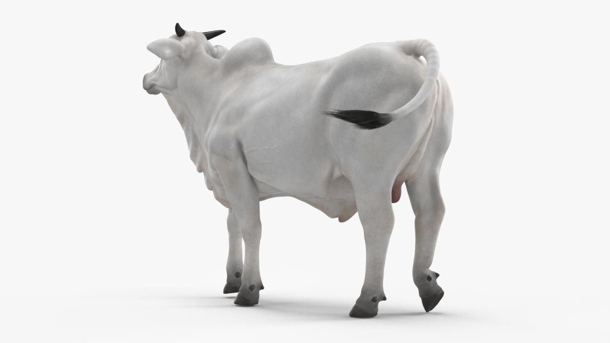 3D Nelore Cow Male Fur Rigged