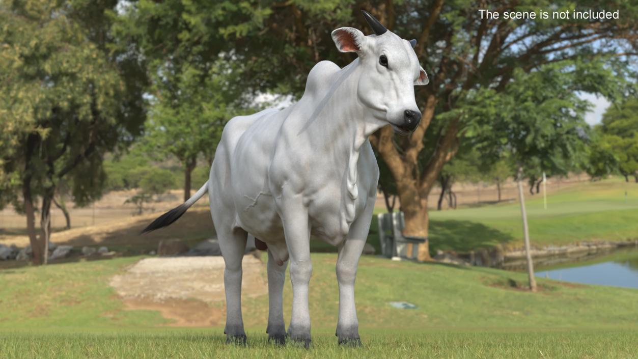 3D Nelore Cow Male Fur Rigged