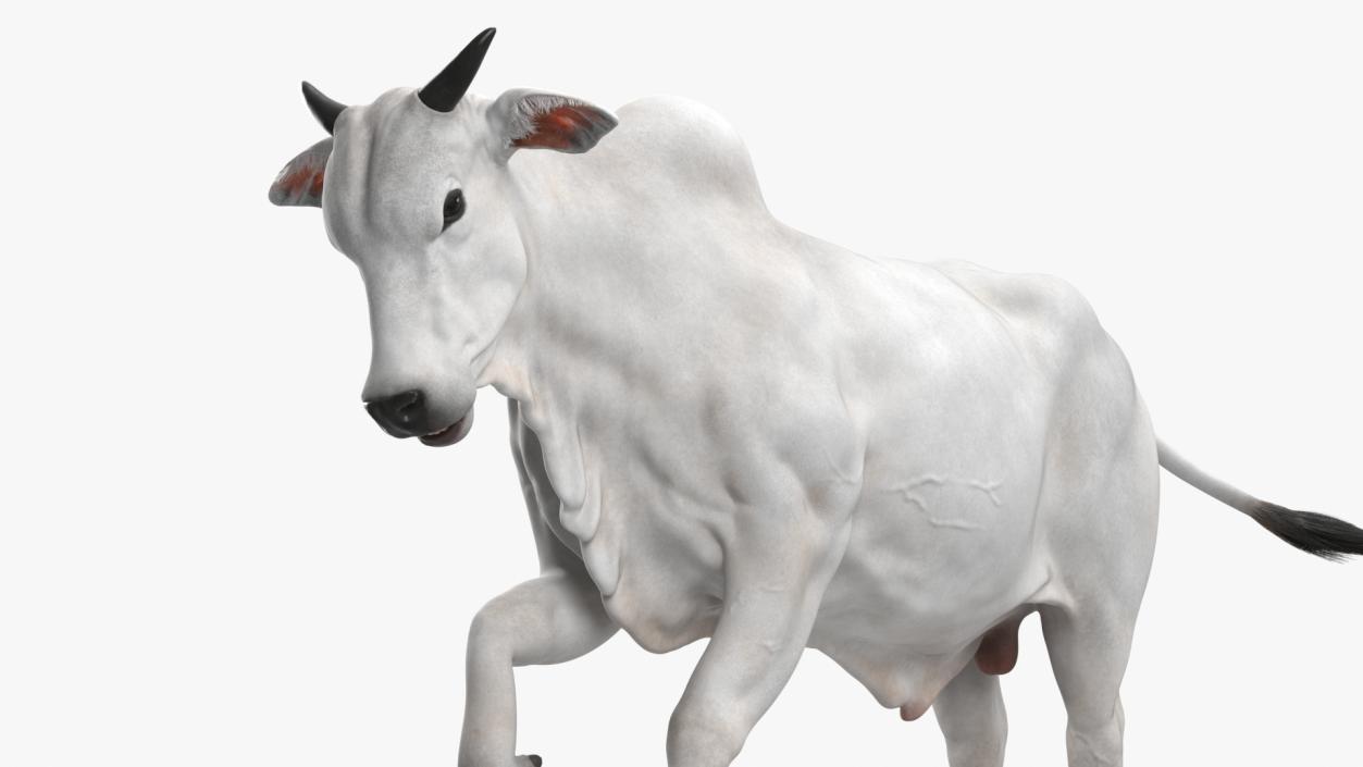 3D Nelore Cow Male Fur Rigged