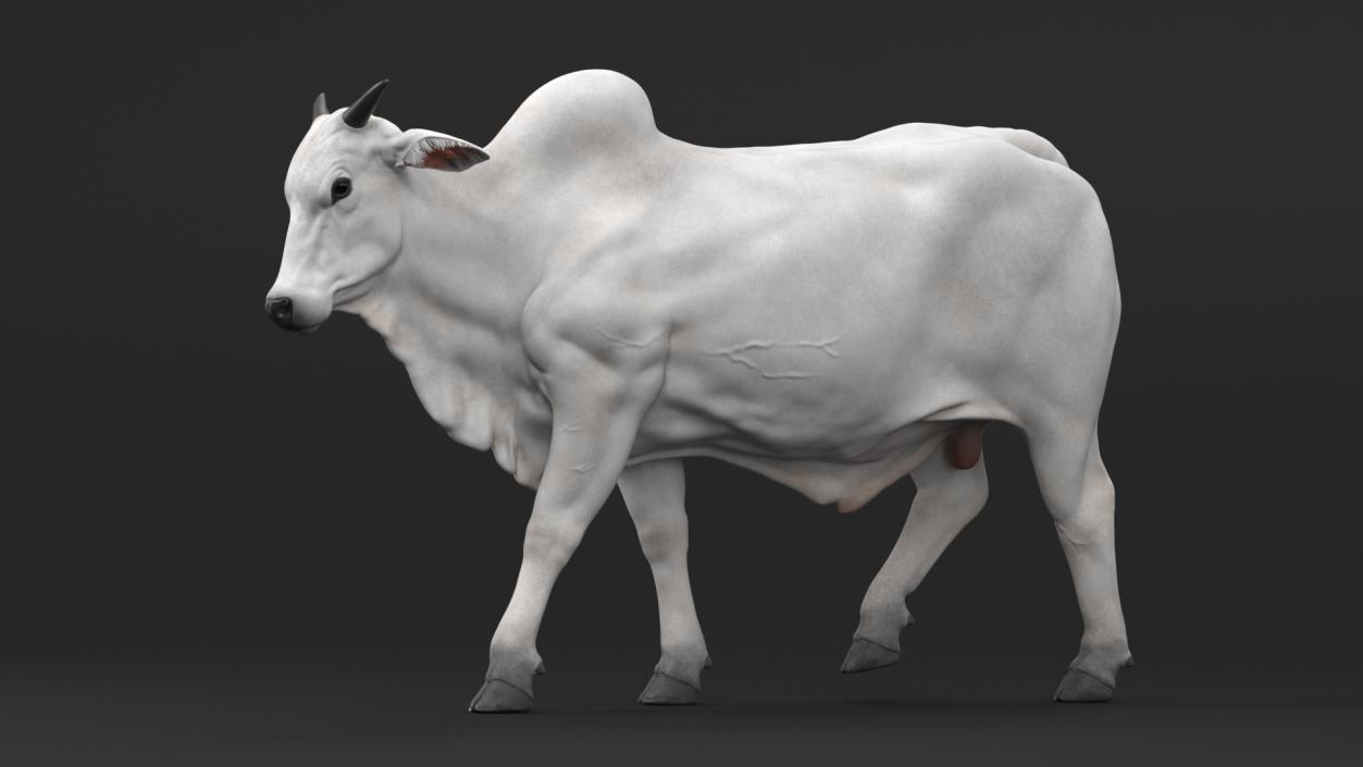 3D Nelore Cow Male Fur Rigged