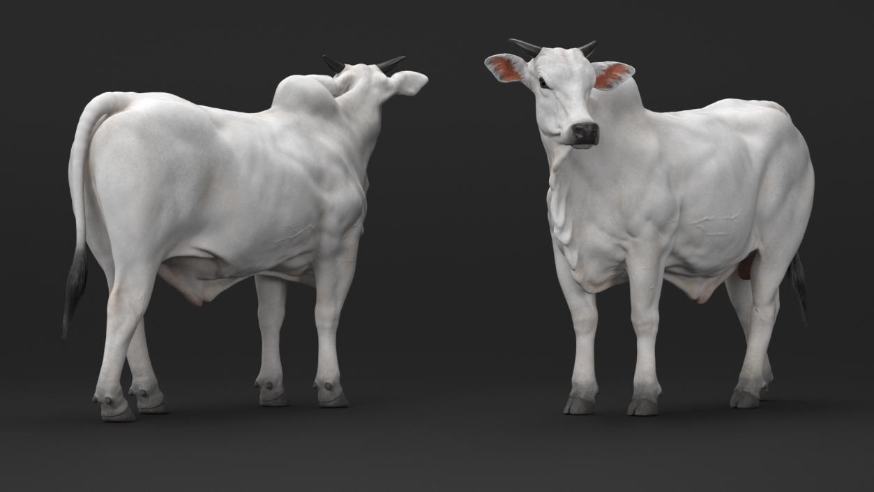 3D Nelore Cow Male Fur Rigged