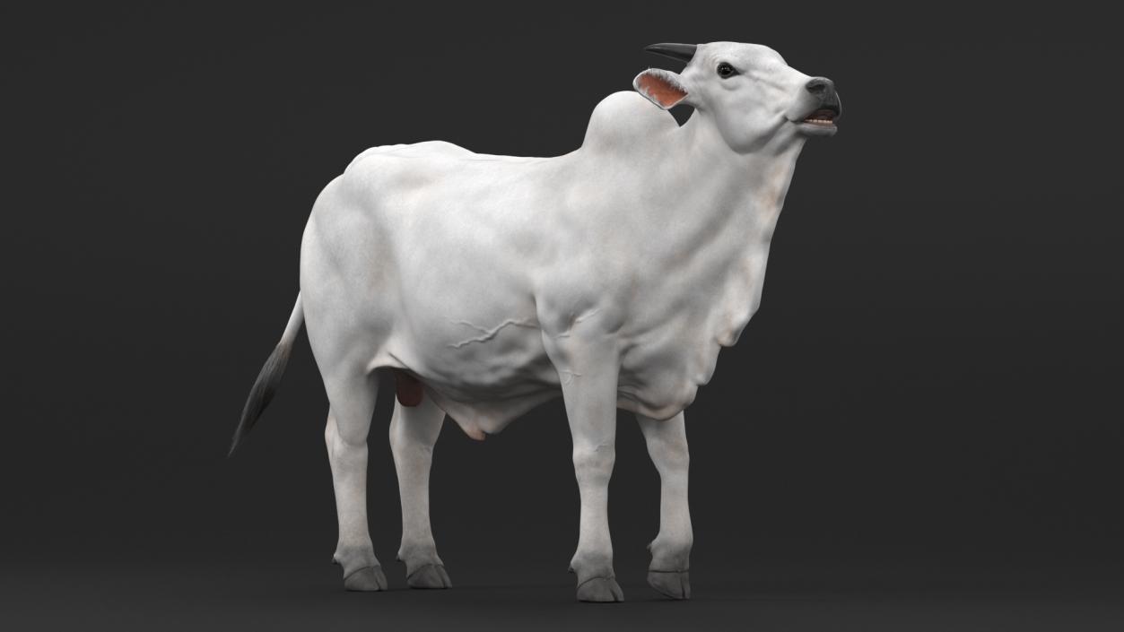 3D Nelore Cow Male Fur Rigged