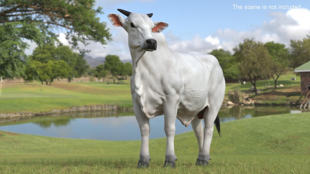 3D Nelore Cow Male Fur Rigged