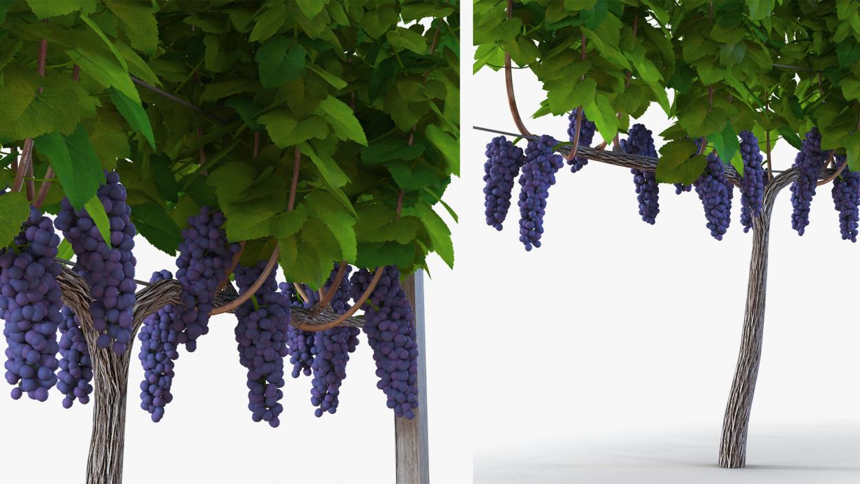 Rigged Grape Harvester with Vineyard Collection 3D