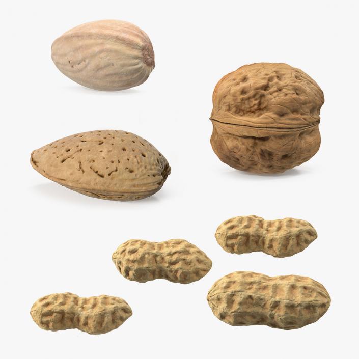 Nuts Collection 5 3D