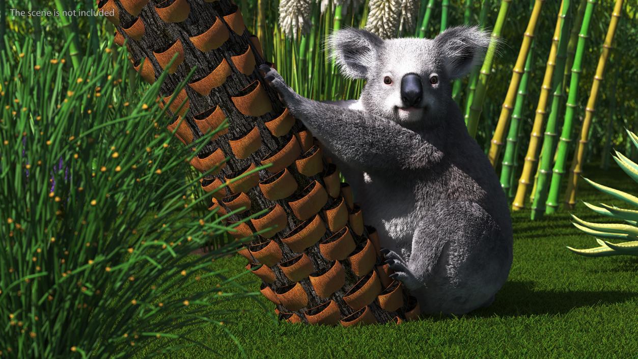 3D Koala Rigged Fur