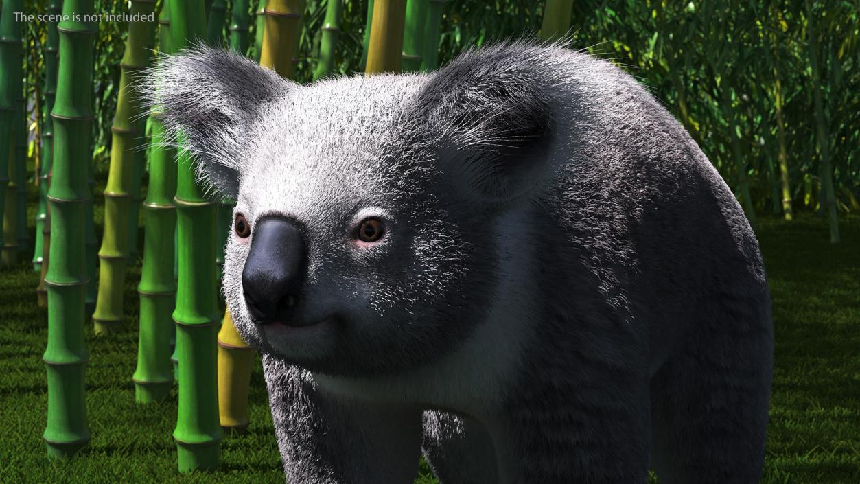 3D Koala Rigged Fur