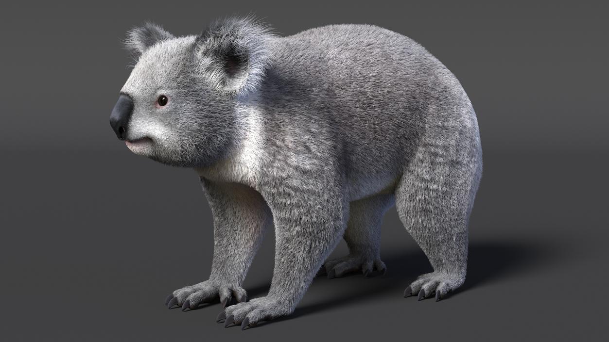 3D Koala Rigged Fur