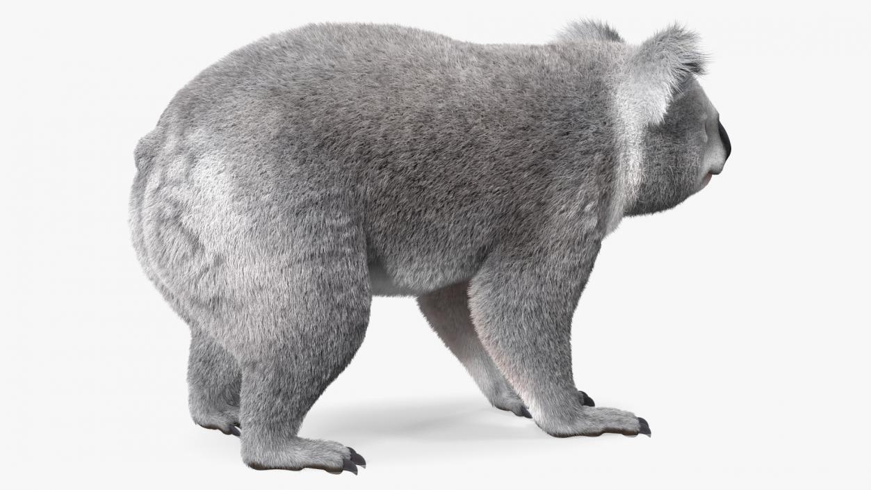 3D Koala Rigged Fur