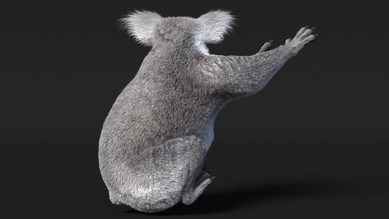 3D Koala Rigged Fur