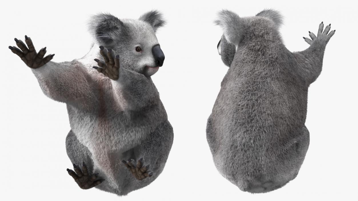 3D Koala Rigged Fur