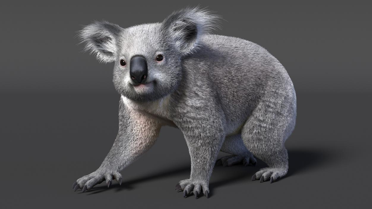 3D Koala Rigged Fur