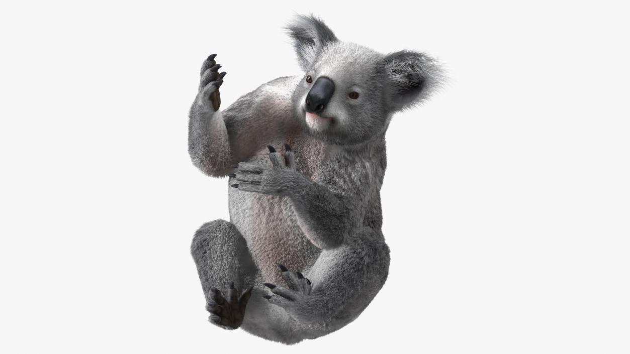 3D Koala Rigged Fur