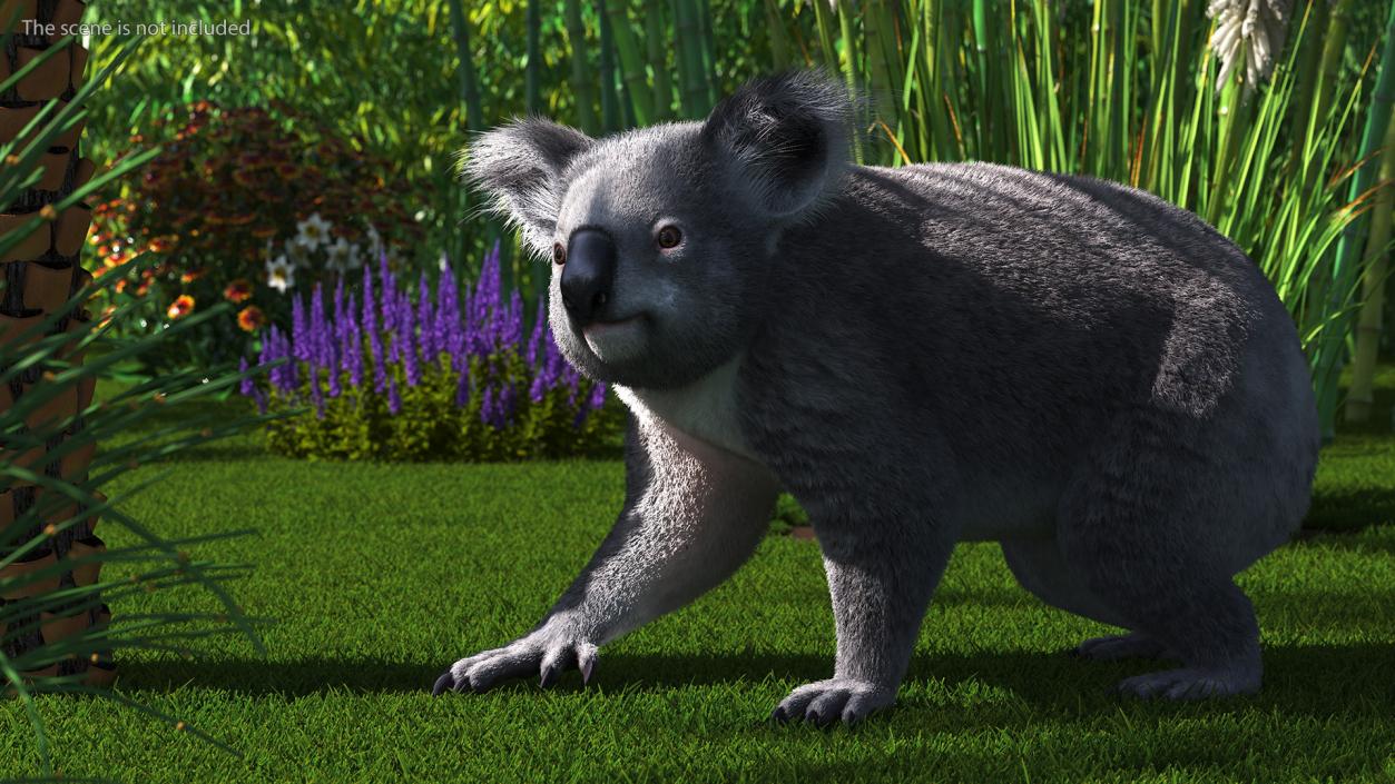 3D Koala Rigged Fur