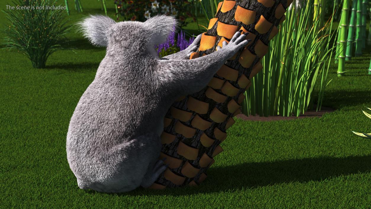 3D Koala Rigged Fur