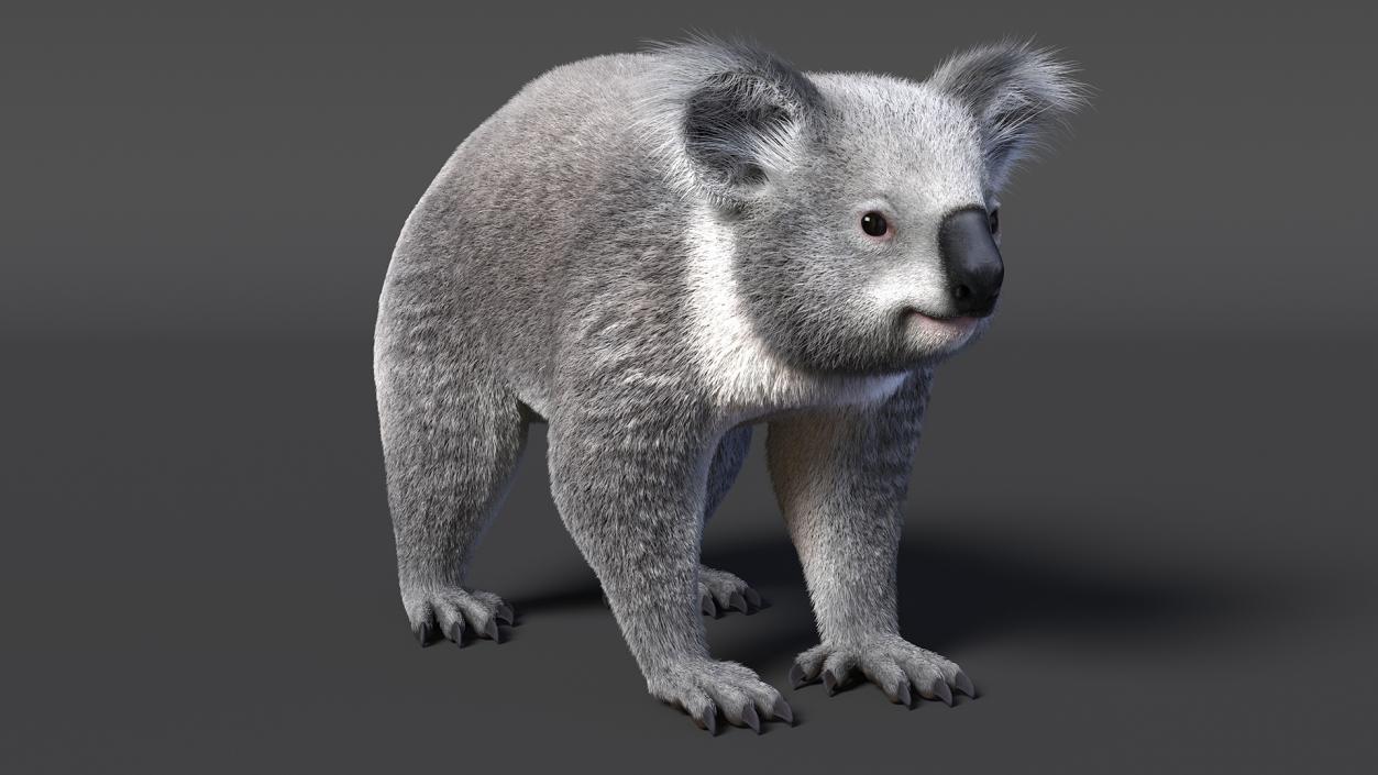 3D Koala Rigged Fur