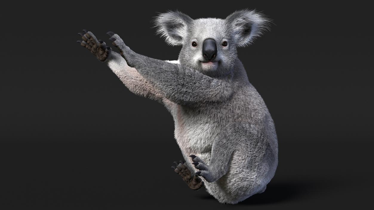 3D Koala Rigged Fur