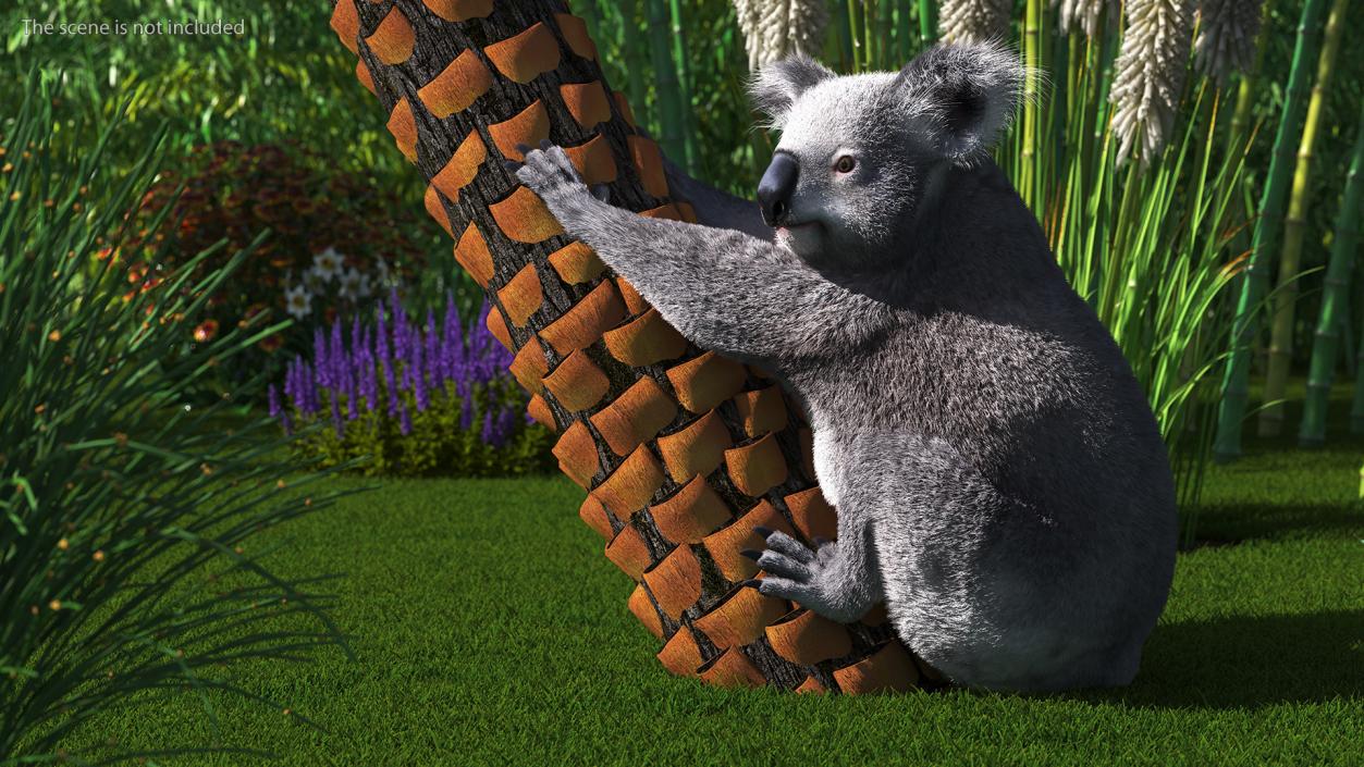 3D Koala Rigged Fur