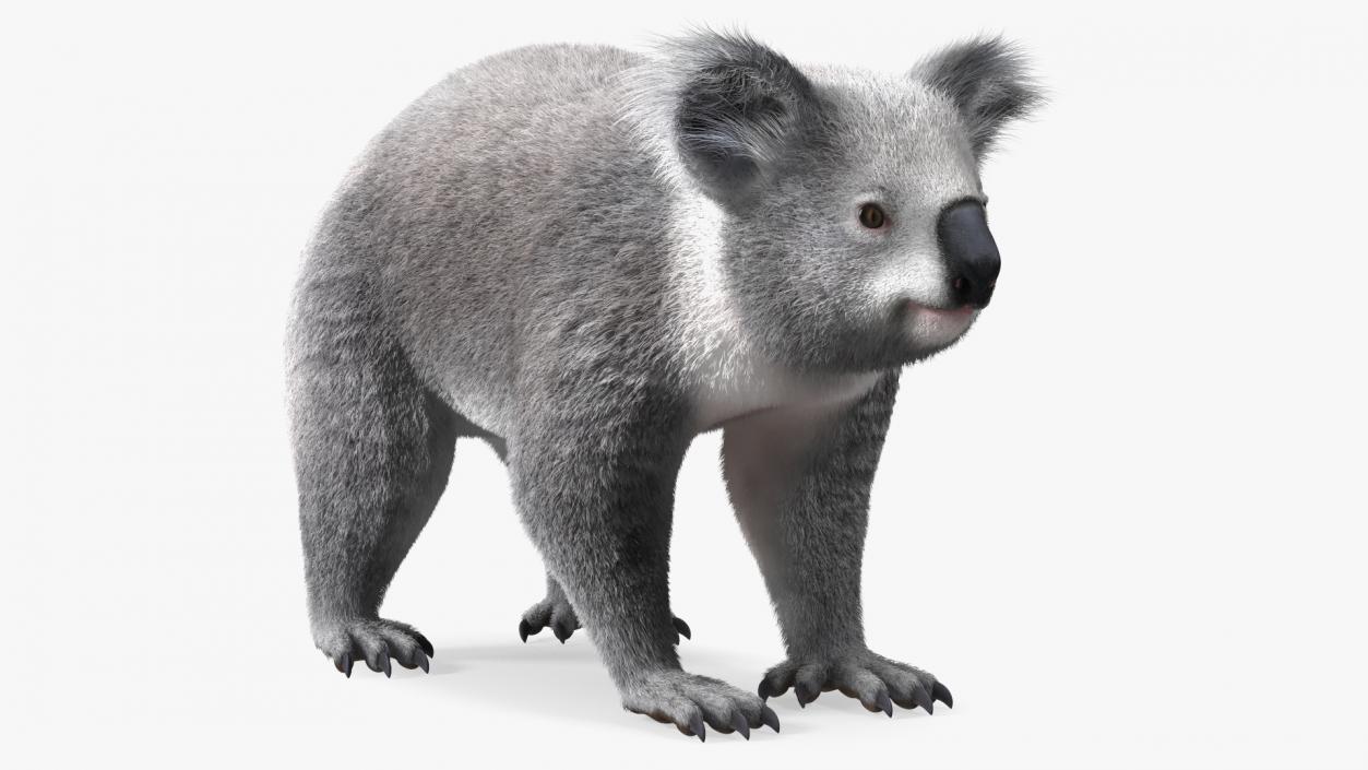 3D Koala Rigged Fur