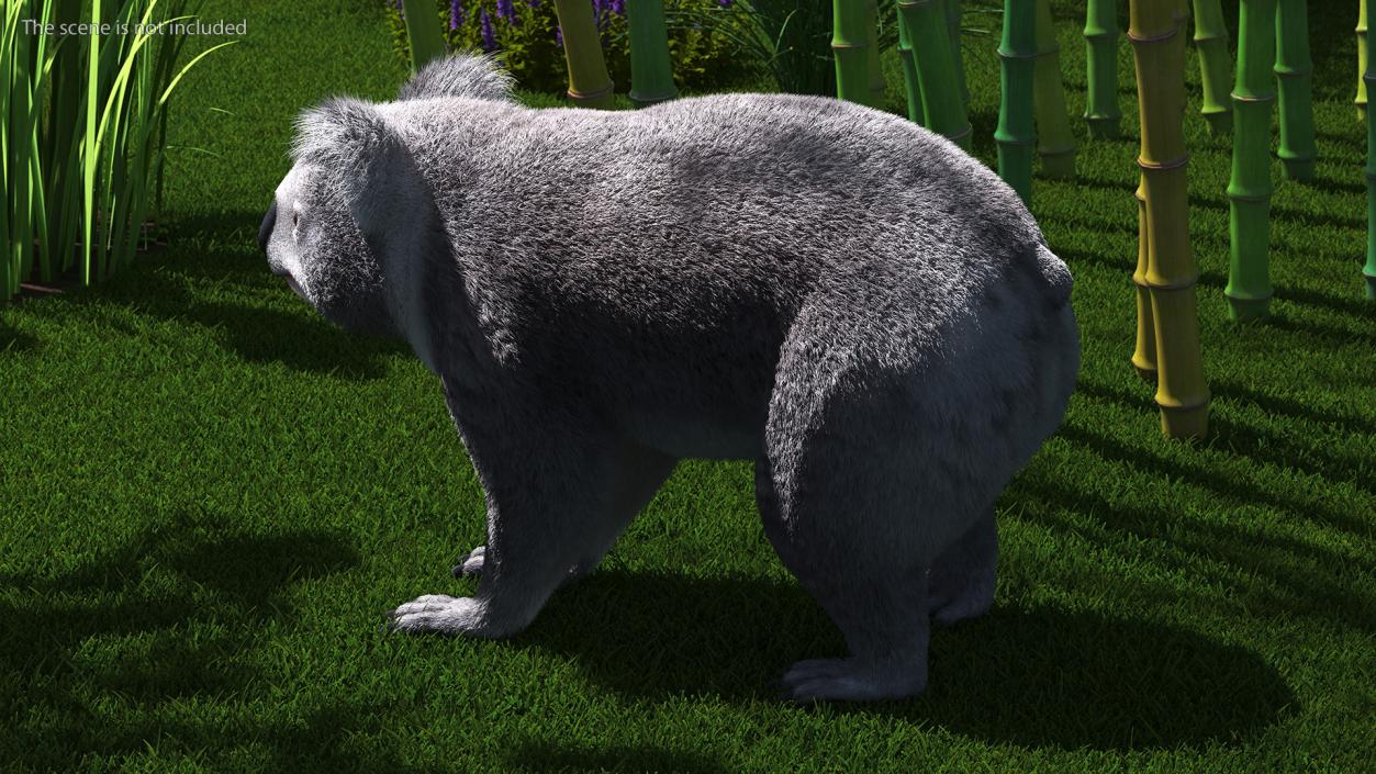 3D Koala Rigged Fur