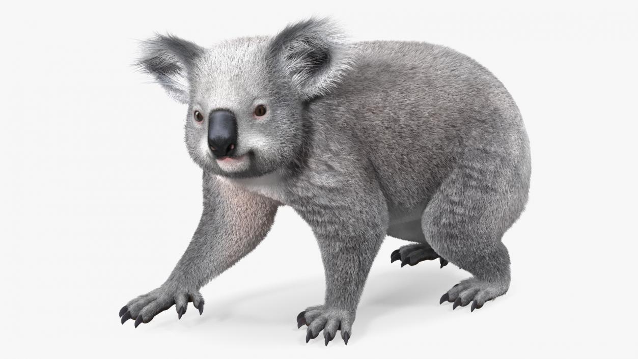 3D Koala Rigged Fur