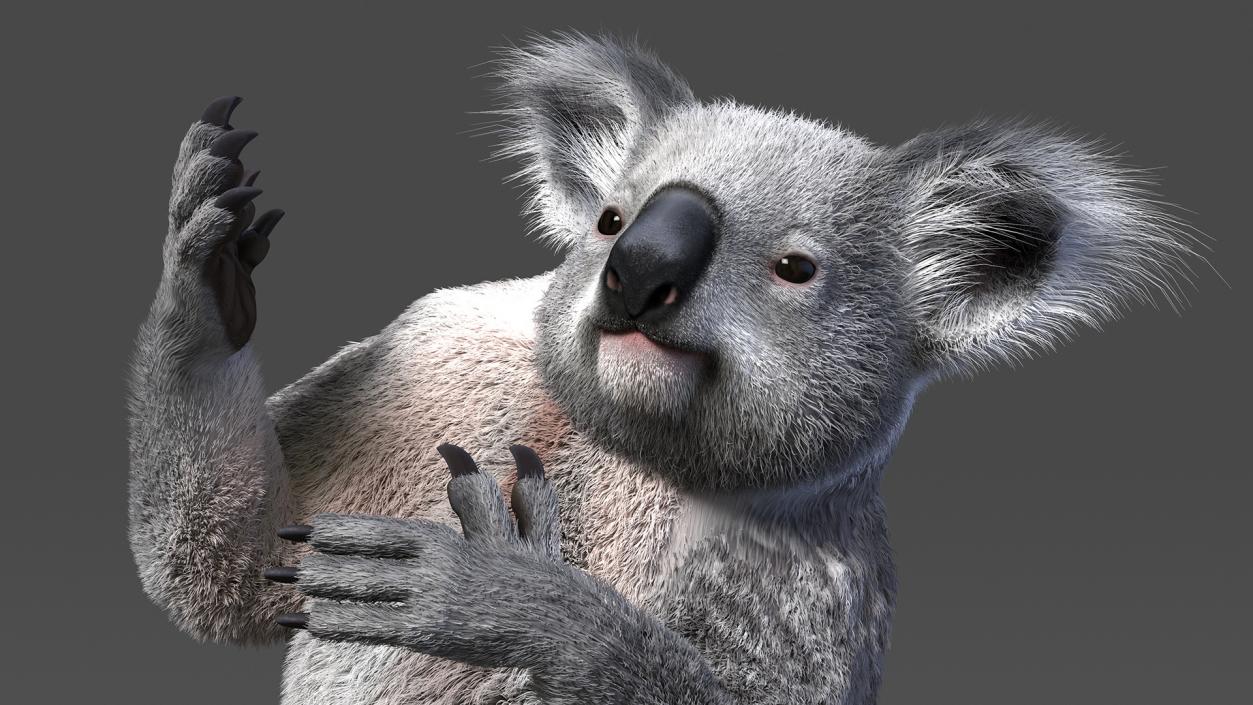 3D Koala Rigged Fur