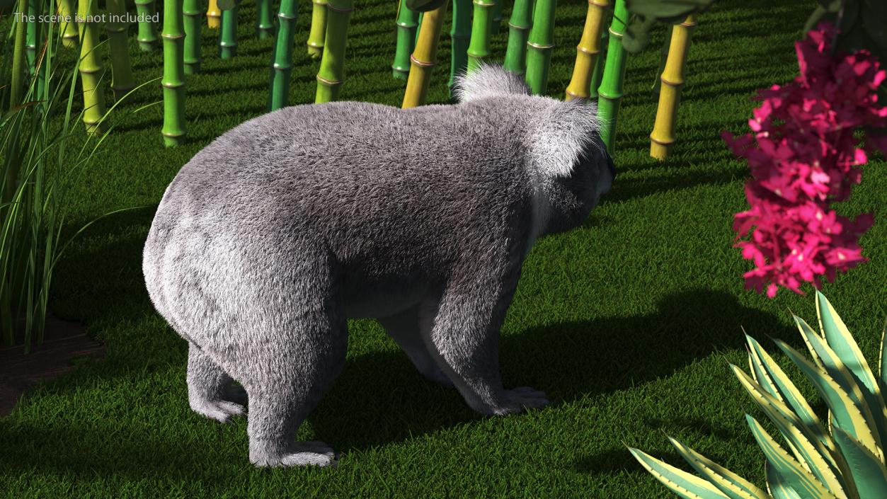 3D Koala Rigged Fur