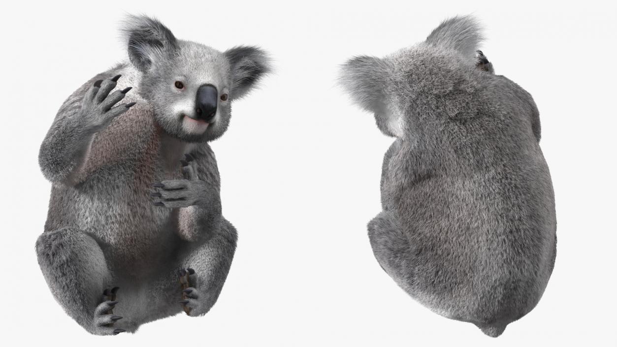 3D Koala Rigged Fur