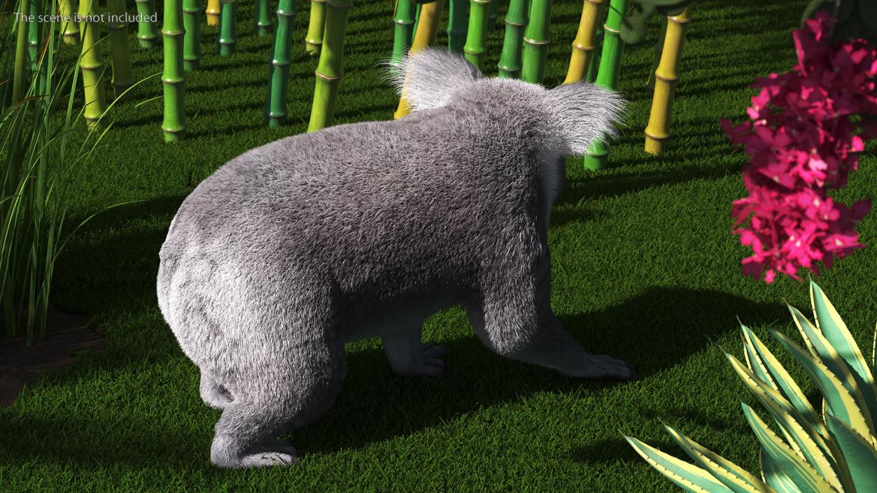 3D Koala Rigged Fur