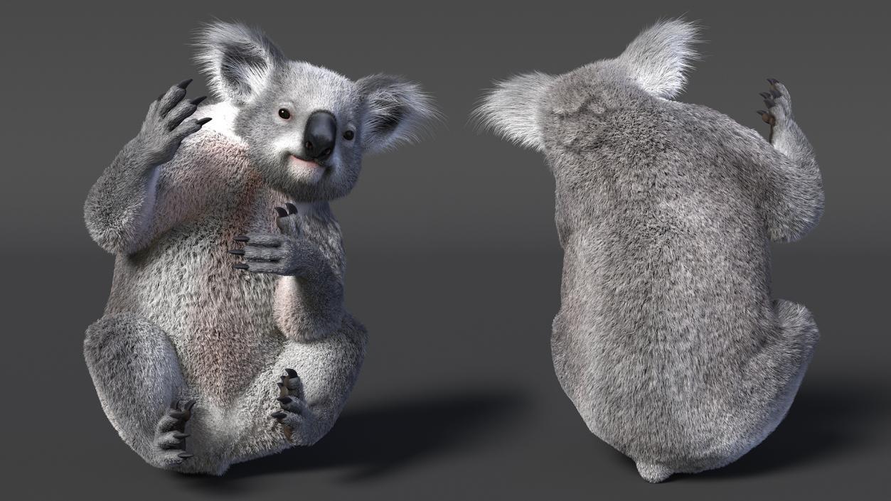 3D Koala Rigged Fur