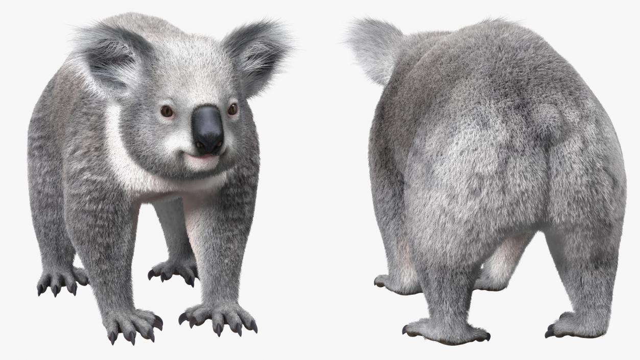 3D Koala Rigged Fur